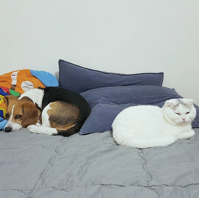 이선명 경향신문 기자가 키우는 반려견 ‘춘복이’와 반려묘 ‘춘냥이’. 이 기자는 3년 전 유기견인 춘복이를 만나 함께 살고 있다. 