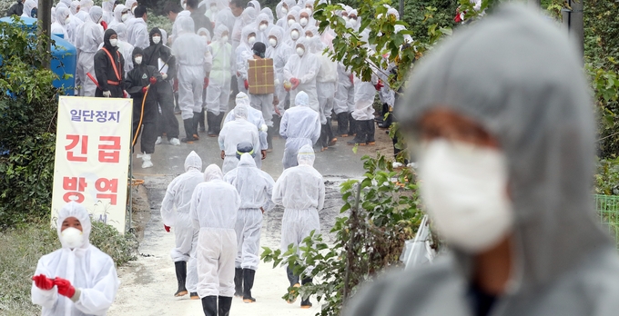 국내에서 10번째 아프리카돼지열병(ASF)이 발병한 지난 2일 경기 파주시 파평면의 ASF 확진 판정을 받은 돼지 사육 농가로 방역당국 관계자들이 돼지 살처분을 위해 이동하고 있다. /뉴시스 