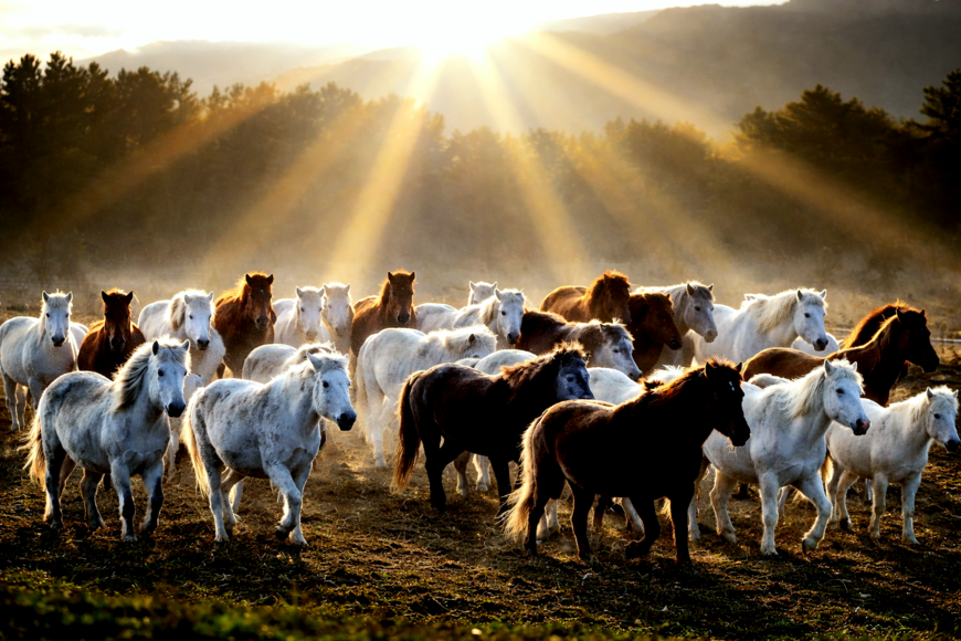 [뷰파인더 너머] (236) 붉은 말 그리고 AI